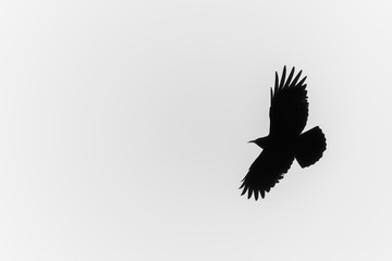 Corbeau en vol (noir et blanc)