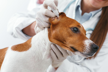 Closeup picture. Ear drops for dogs. Care of pets