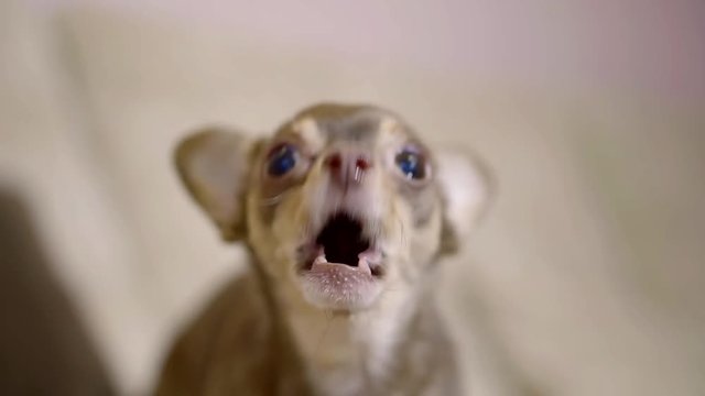 funny scared brown puppy of toy terrier is barking in room, close-up of snout, household pet
