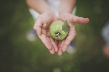 Naklejka na ściany i meble Children's hands holding a green Apple against a green grass background. Close up. Selective focus.
