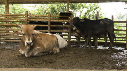 vacas en el establo