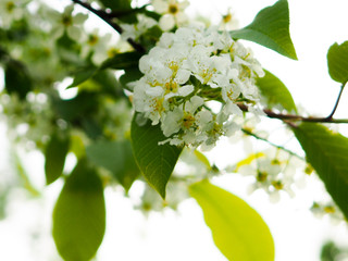 Bird-cherry tree in spring, beautiful blooming branch of bird cherry on a sunny spring day in the garden