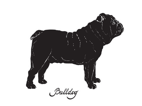 Black silhouette of dog English Bulldog on a white background with the signature