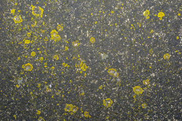 Fresh green moss on the concrete closeup, Moss texture.
