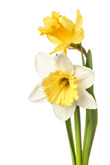 Pair of narcissus flower isolated on a white background - obrazy, fototapety, plakaty