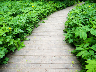 wooden bridge along the way is filled with green grass. Beautiful nature.Nature trail walk way
