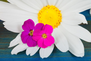 A marguerite flower reigns with two small wild fuchsia flowers