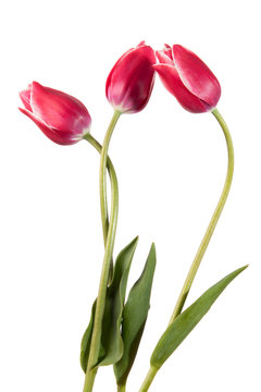 Three pink tulips isolated on a white background