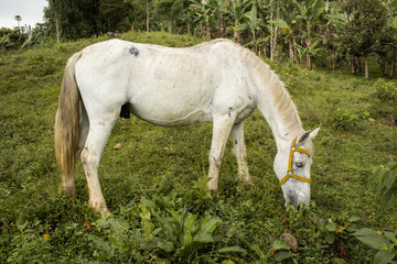 Naklejka premium Caballo blanco comiendo pasto