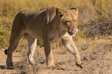 Fototapeta na wymiar One lioness walking from left to right in the Kgalagadi Transfrontier Park in South Africa. It is licking its lips