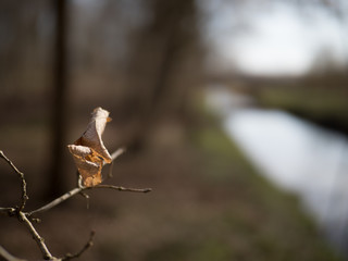 HaiKu im Moor Neugraben