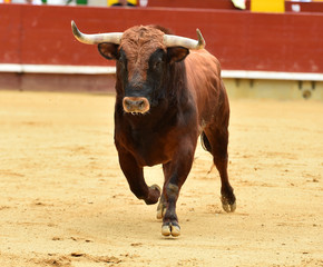 european bull in spain