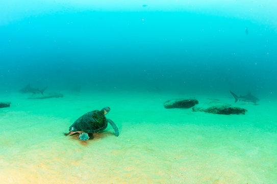 Sea turtle resting in the reefs of Cabo Pulmo National Park, Cousteau once named it The world's aquarium. Baja California Sur,Mexico.
