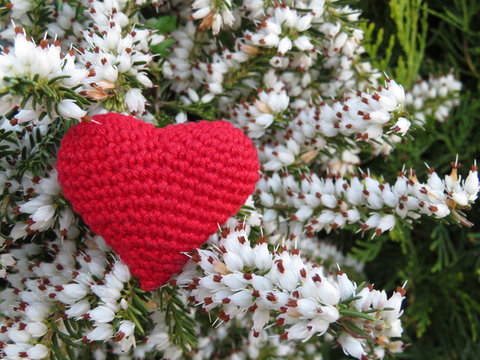 Red heart on background of white Heather flowers. Romantic love card, Knitted symbol of love
