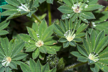 Fototapeta na wymiar Drops of rain water on a green leaf, fresh green leaf with water droplets