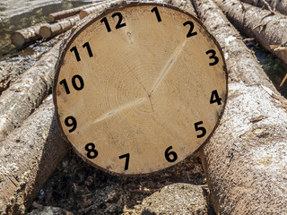 Clock concept in wood, tree trunk with clock