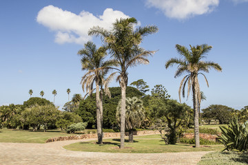 Fototapeta na wymiar Large tall palm trees in a city park