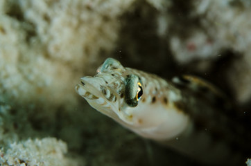 Obraz premium Blennys from the sea of cortez, mexico.