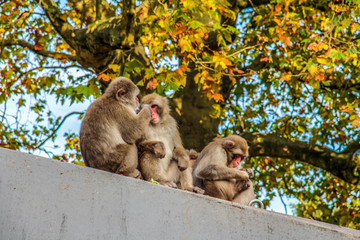 Artis Zoo Amsterdam