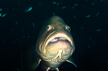 Obraz premium Big Gulf grouper (Mycteroperca jordani), resting in the reefs of the Sea of Cortez, Pacific ocean. Cabo Pulmo National Park, Baja California Sur, Mexico.