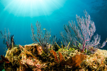 Coral reef scenics of the Sea of Cortez, Baja California Sur, Mexico. 