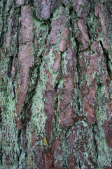 Tree bark covered with lichen