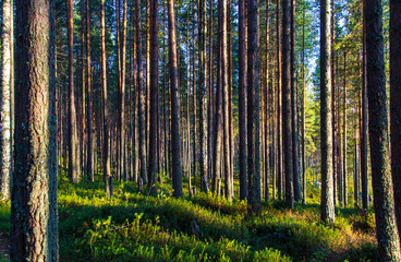 Straight tree trunks in the morning forest