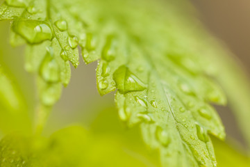 Water droplets on the leaves of medical cannabis