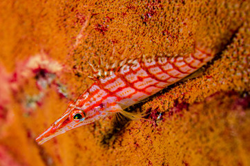 Obraz na płótnie Canvas (Oxycirrhites typus) Longnose Hawkfish. reefs of the Sea of Cortez, Pacific ocean. Cabo Pulmo, Baja California Sur, Mexico.The world's aquarium.