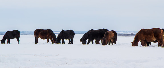 Horses are looking for food under the snow