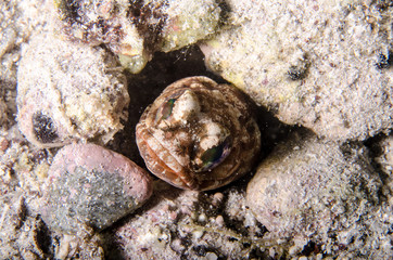 Fototapeta premium Reef fishes from the sea of cortez, mexico