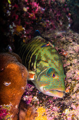 Fototapeta premium Reef fishes from the sea of cortez, mexico