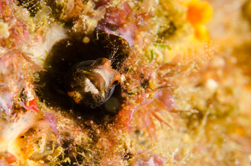 Obraz premium Blennys from the sea of cortez, mexico.