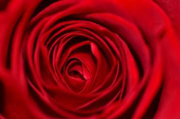 Red Rose 