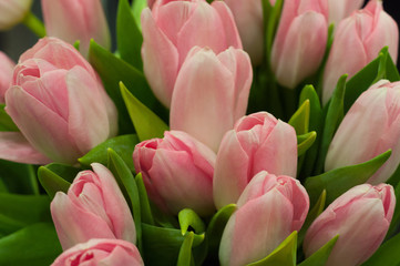 Flowers of pink tulips close-up