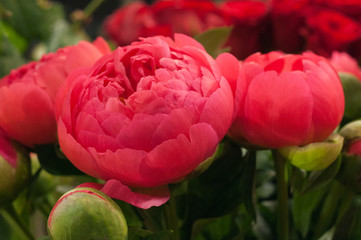 Flowers of red peonies close-up