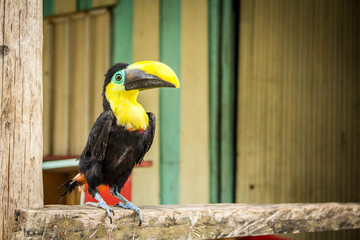 Guacamayo  con el pico amarillo