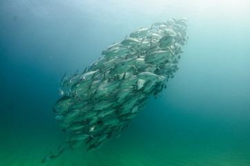 Big eye Trevally Jack, (Caranx sexfasciatus) in polarized school, bait ball or tornado with a diver...