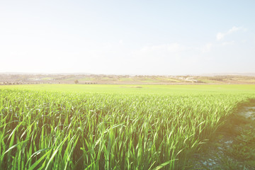 Landscape in nature of sky with cloudy and roadway through a evergreen forest. Road passing mountain. Beautiful of nature summer mountain landscape.
