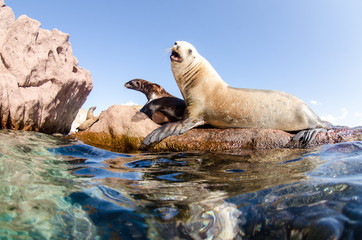 Californian sea lion (Zalophus californianus) swimming and playing in the reefs of los islotes in Espiritu Santo island at La paz,. Baja California Sur,Mexico.