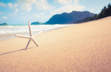 Fototapeta na wymiar Beach holiday background. Starfish on white sand beach in Hawaii. 