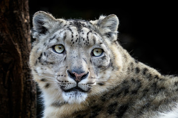Face portrait of snow leopard - Irbis (Panthera uncia).