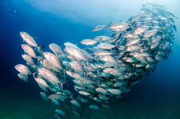 Big eye Trevally Jack, (Caranx sexfasciatus) in polarized school, bait ball or tornado with a diver taking pictures. Cabo Pulmo National Park, The world's aquarium. Baja California Sur,Mexico.