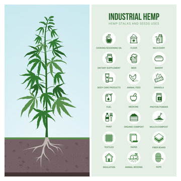 Industrial Hemp Uses And Products