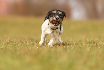 small dog is running across the meadow in spring - Jack Russell Terrier 2 years old 