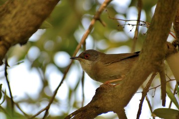 Male sardinian warbler close up.