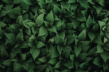 Green plant leaf background, top view, dark