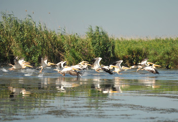 Group of pelicans taking flight.Wild flock of common great pelicans taking flight ( Pelecanus onocrotalus ) 