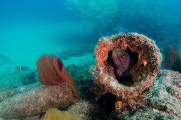 Fototapeta premium Panamic Green Moray Eel (Gymnothorax castaneus), mouth wide open resting in reefs of the Sea of Cortez, Pacific ocean. Cabo Pulmo, Baja California Sur, Mexico. Cousteau named it The world's aquarium.