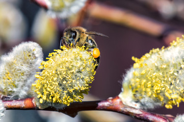 A close-up of a bee collects nectar on a catkin of a willow